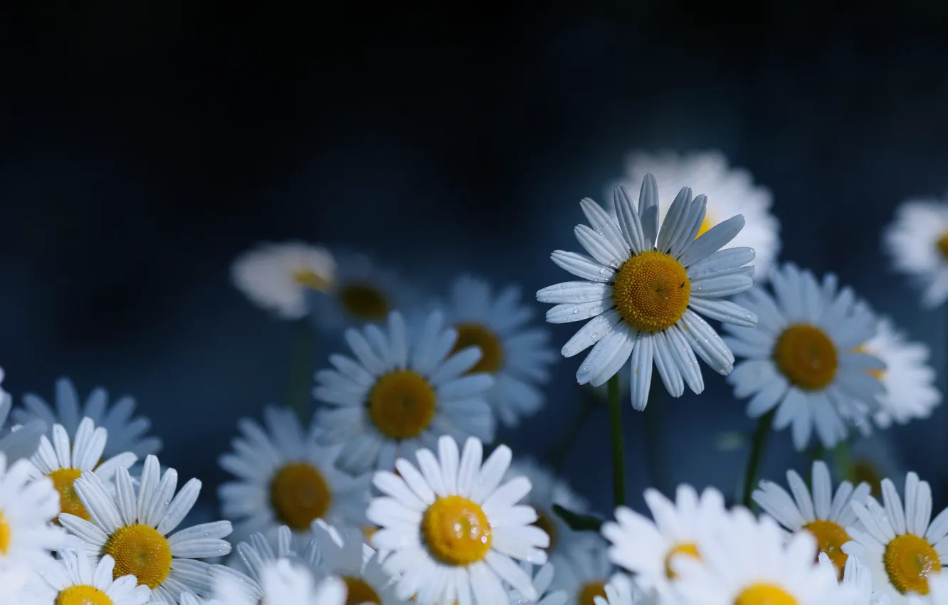 Photo wallpaper drops, flowers, the dark background, chamomile, white, blue background