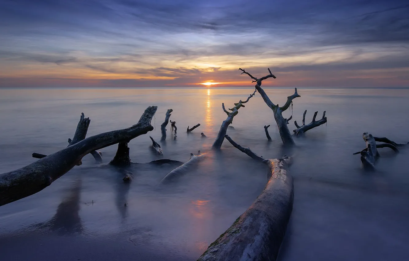 Photo wallpaper sea, sunset, tree, shore