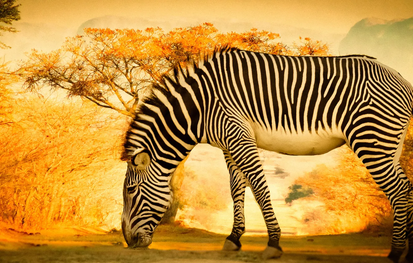 Photo wallpaper light, trees, nature, treatment, Zebra, yellow background, grazing