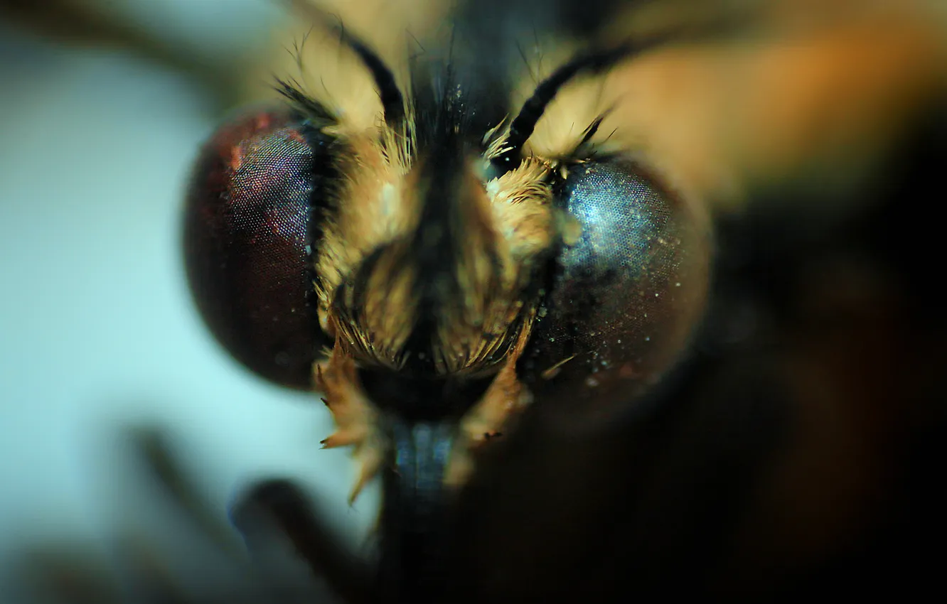 Photo wallpaper eyes, macro, butterfly, beautiful, photographer ann_ann (Ann Kibukevich)