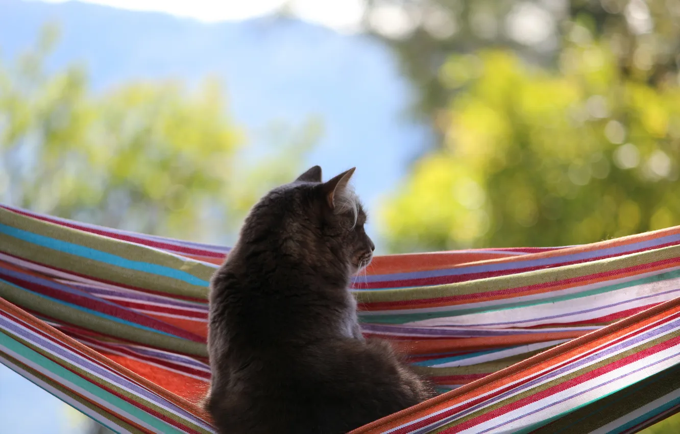Photo wallpaper cat, hammock, grey, glare. background