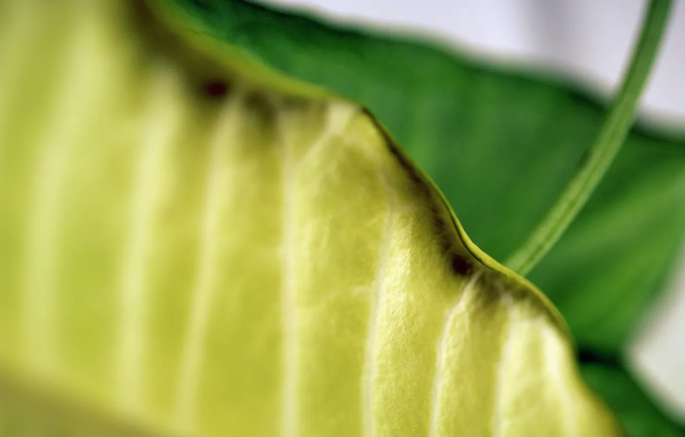 Photo wallpaper leaves, structure, edge, veins