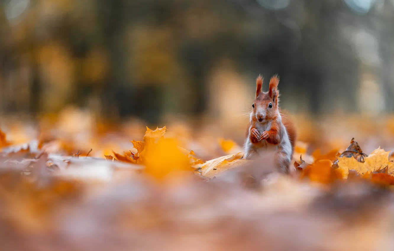 Photo wallpaper autumn, nature, foliage, legs, protein, red, sitting, bokeh