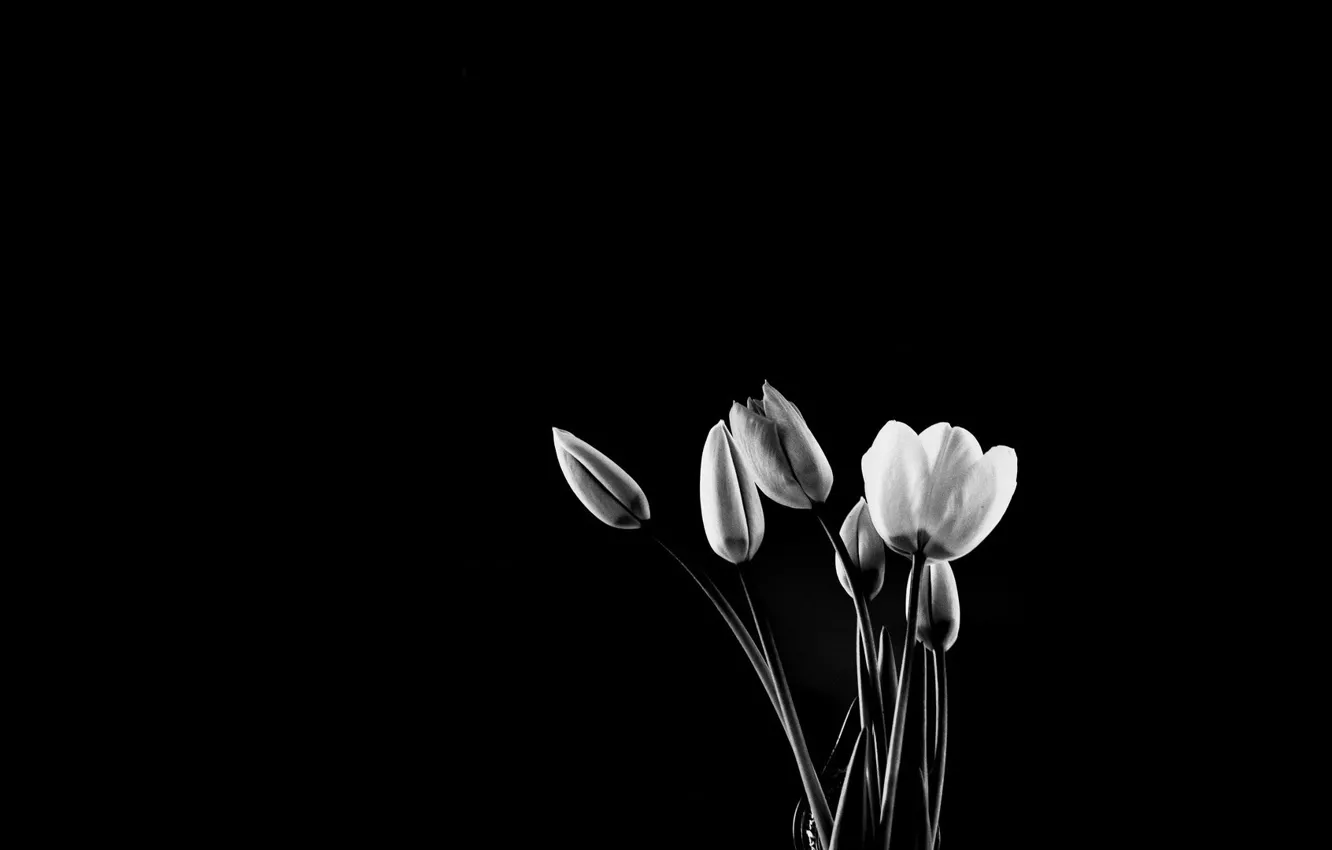 Photo wallpaper background, tulips, black and white