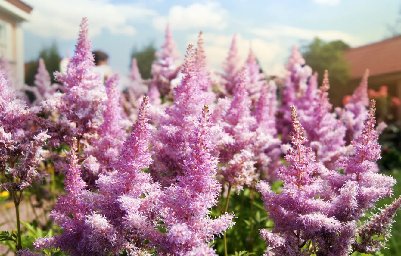 Photo wallpaper macro, flowers, lilac, venitomusic