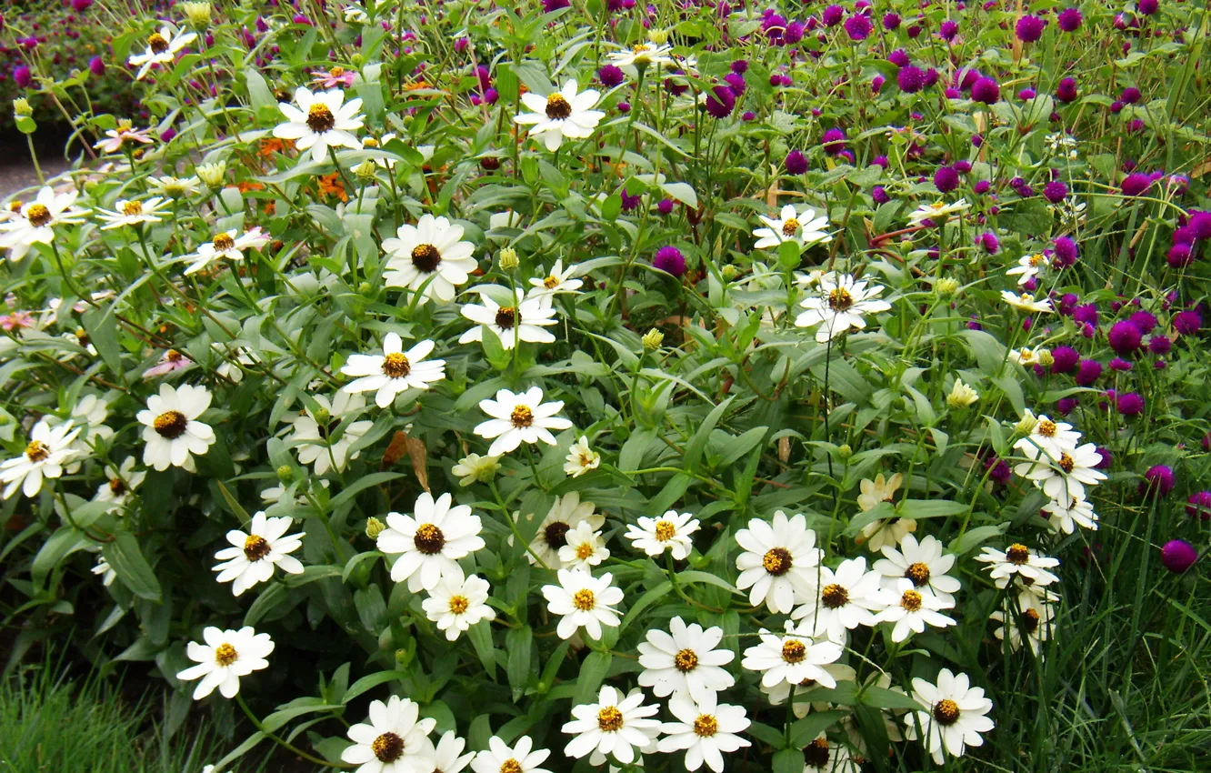 Photo wallpaper flowers, glade, reserve