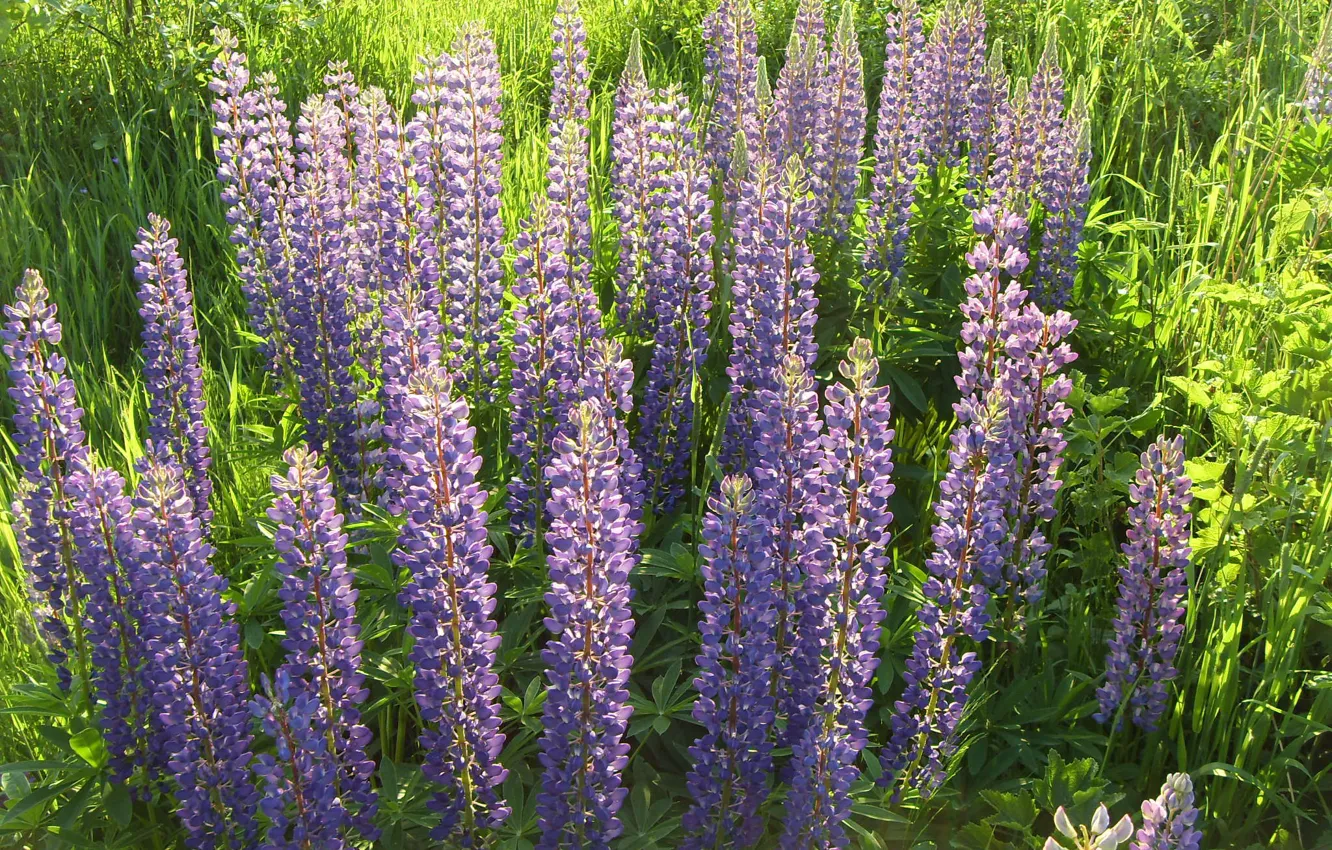 Photo wallpaper grass, flowers, nature, lilac, plant, Lupin
