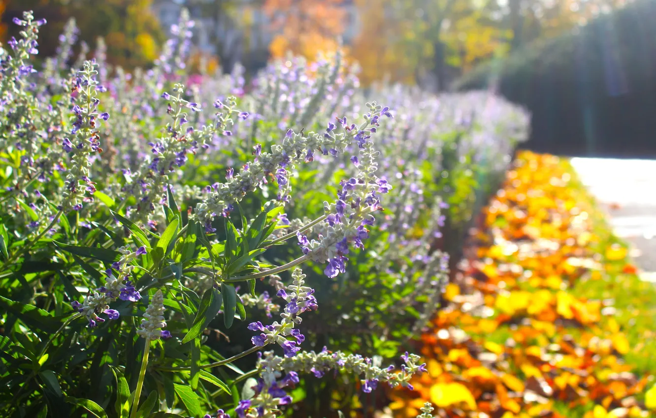 Photo wallpaper flower, park, garden, spring, blooming