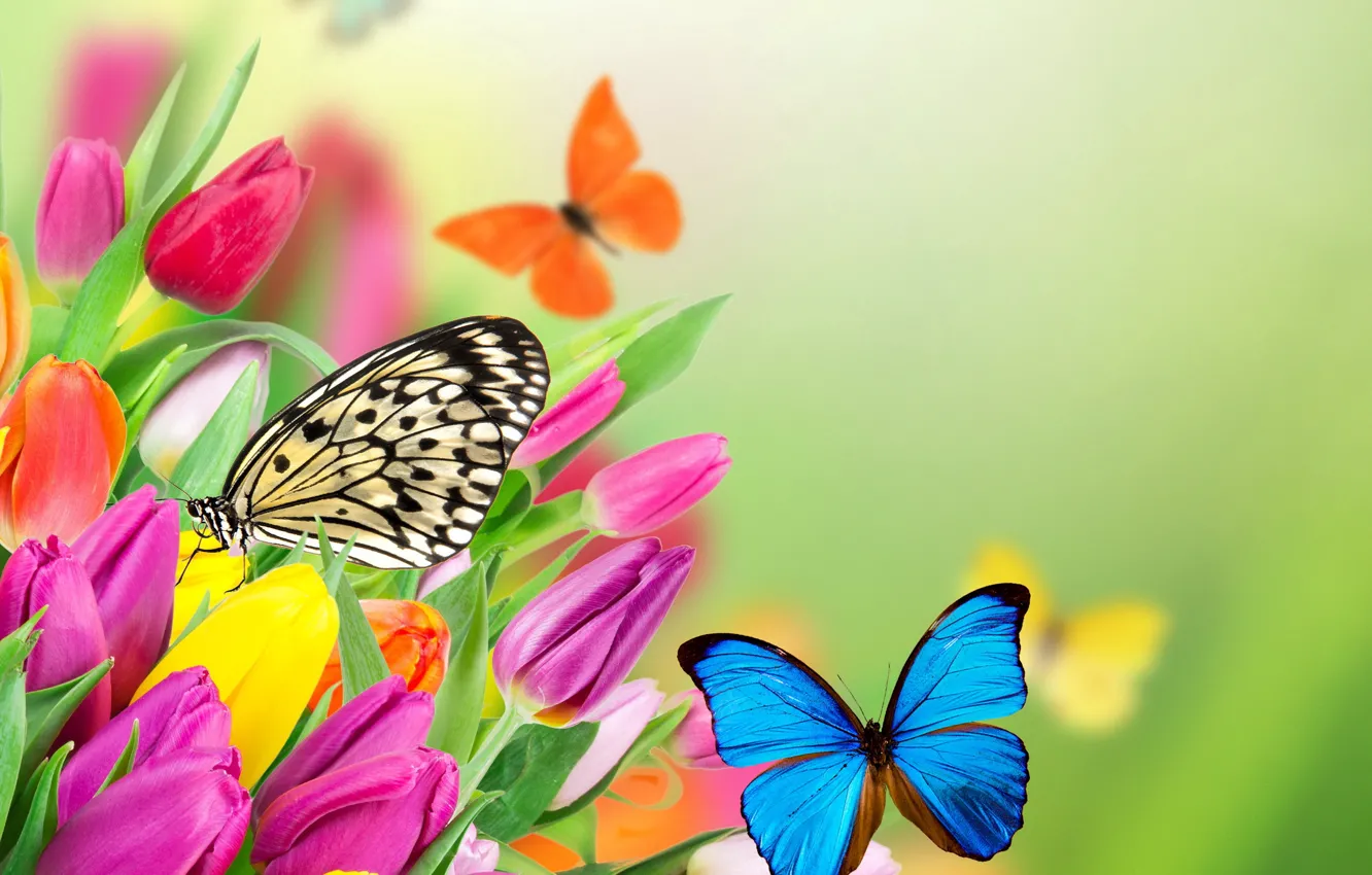 Photo wallpaper flowers, butterfly, spring, colorful, tulips, fresh, yellow, flowers