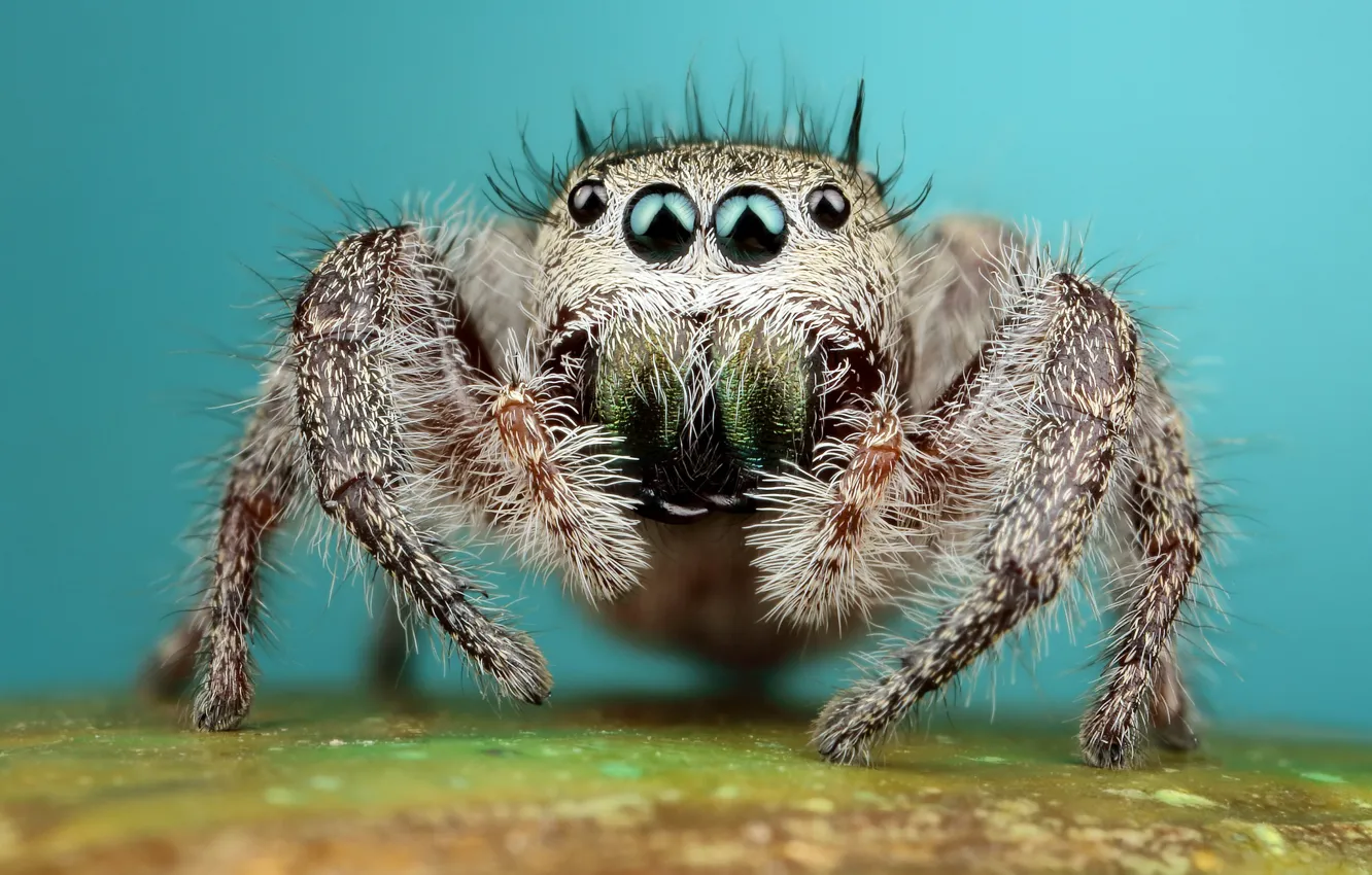 Photo wallpaper eyes, look, macro, surface, pose, background, legs, spider