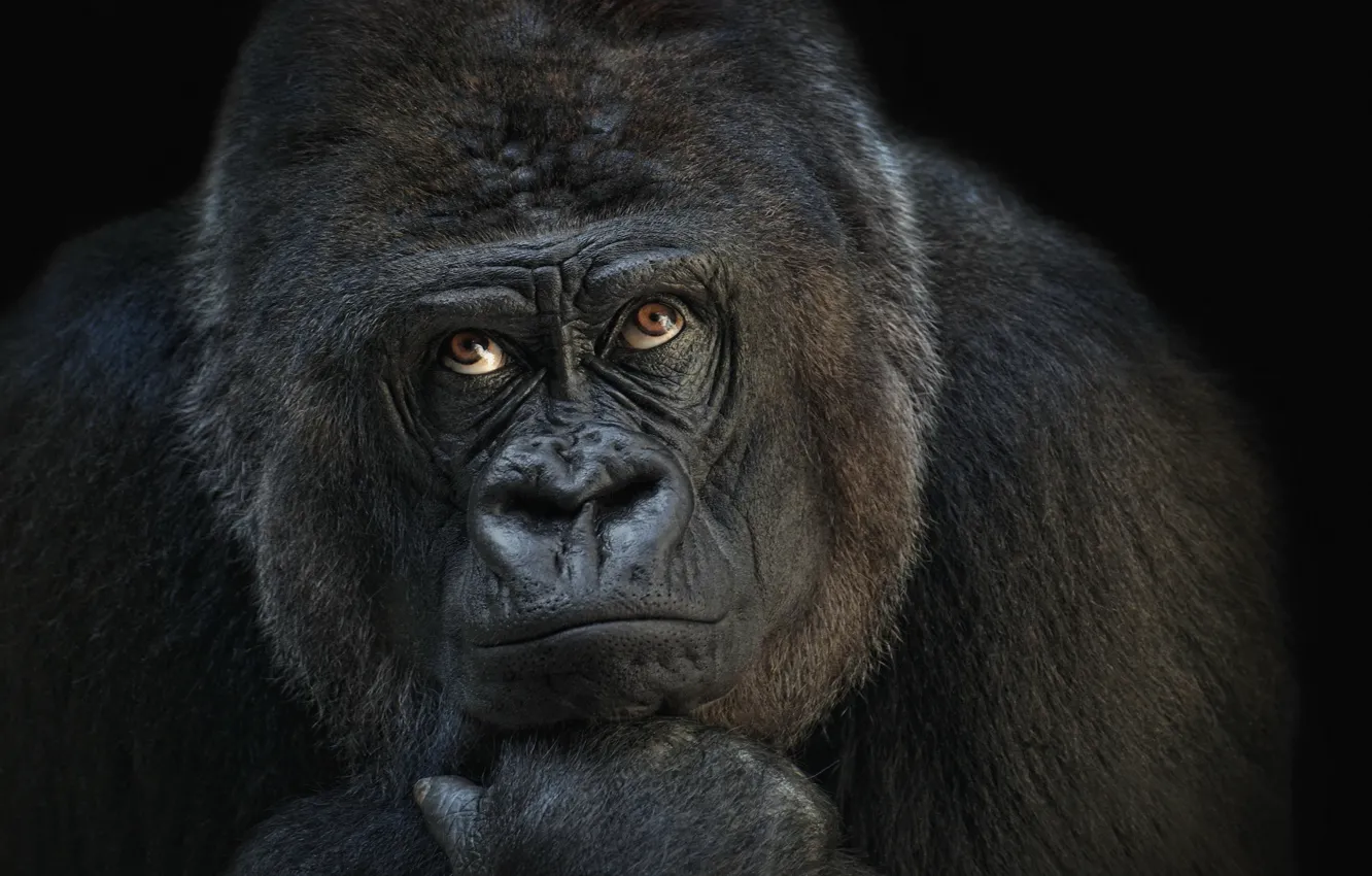 Photo wallpaper monkey, gorilla, thinker