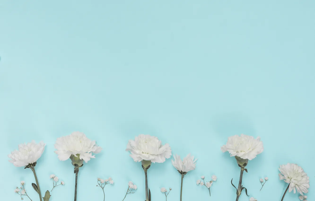 Photo wallpaper flowers, white, clove