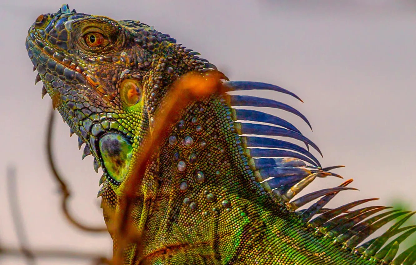 Photo wallpaper nature, iguana, reptile