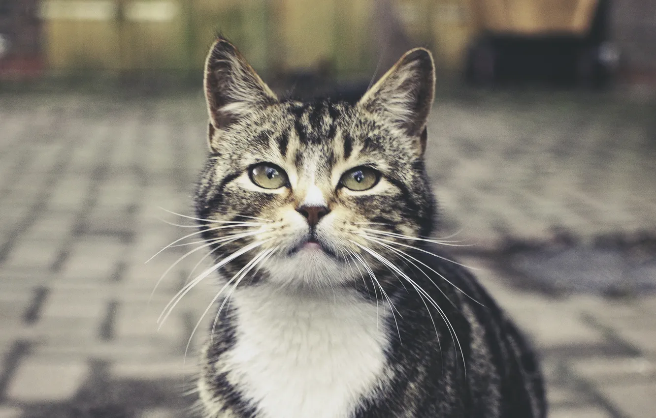 Photo wallpaper cat, look, street, grey, striped