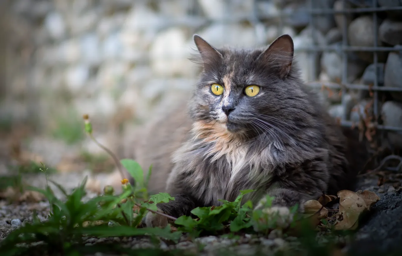 Photo wallpaper cat, grass, cat, look, pose, stones, grey, lies
