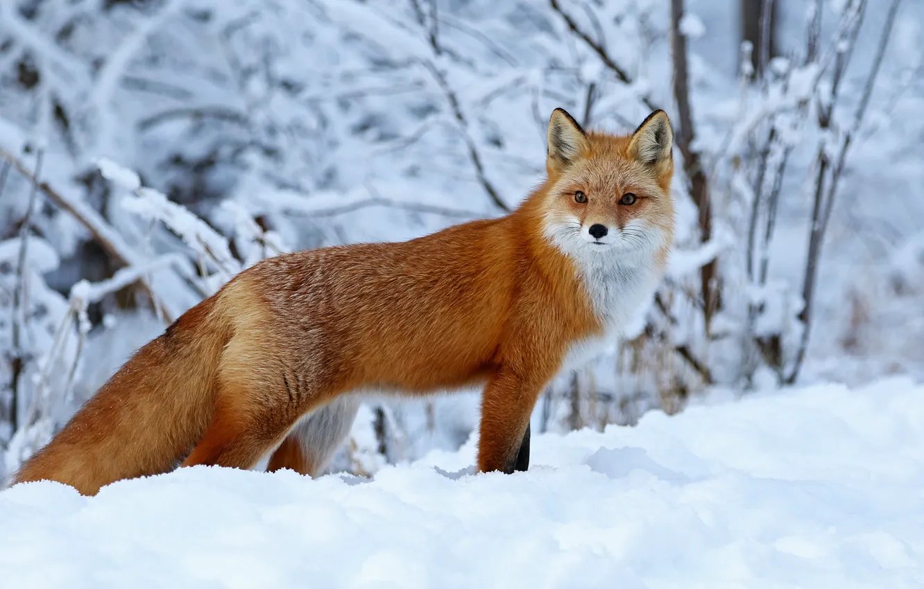 Photo wallpaper winter, snow, Fox, red