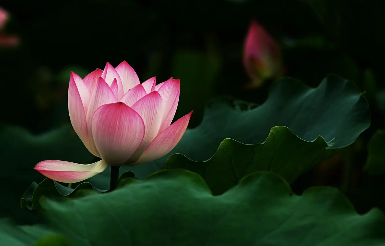 Photo wallpaper leaves, flowers, Lotus, pink