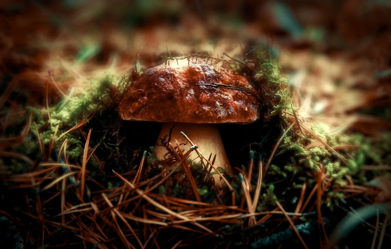 Photo wallpaper nature, macro, mushroom, macro photography