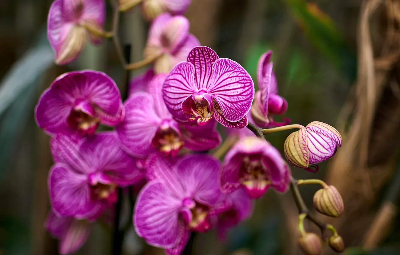 Photo wallpaper flowers, branches, pink, Orchid