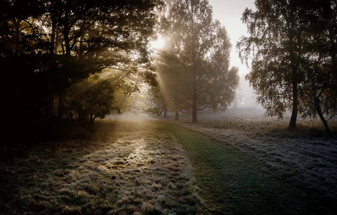 Photo wallpaper frost, autumn, the evening