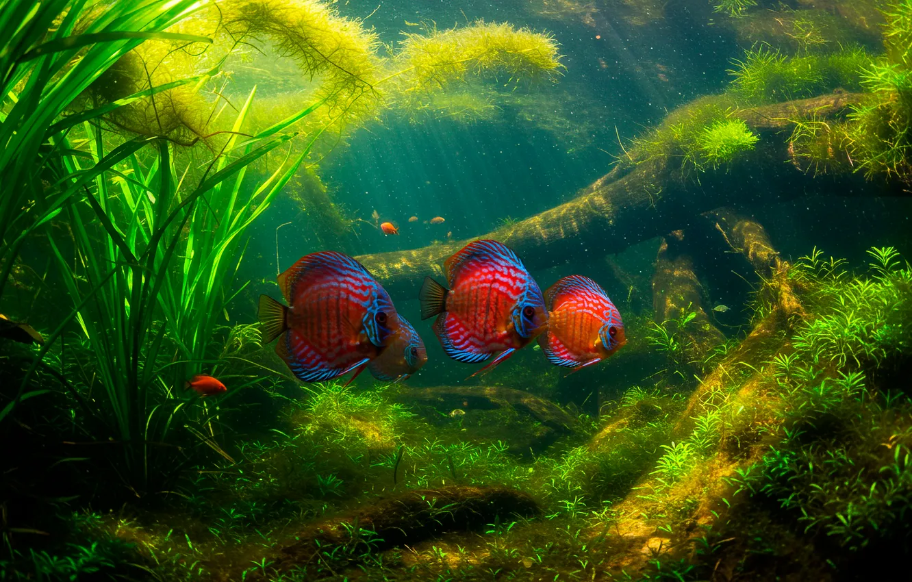 Photo wallpaper water, Wallpaper, plant, fish, wallpaper, snag, underwater world, water