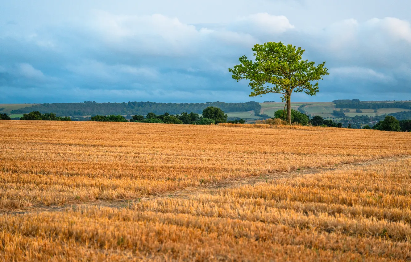 Photo wallpaper field, trees, landscape, stubble