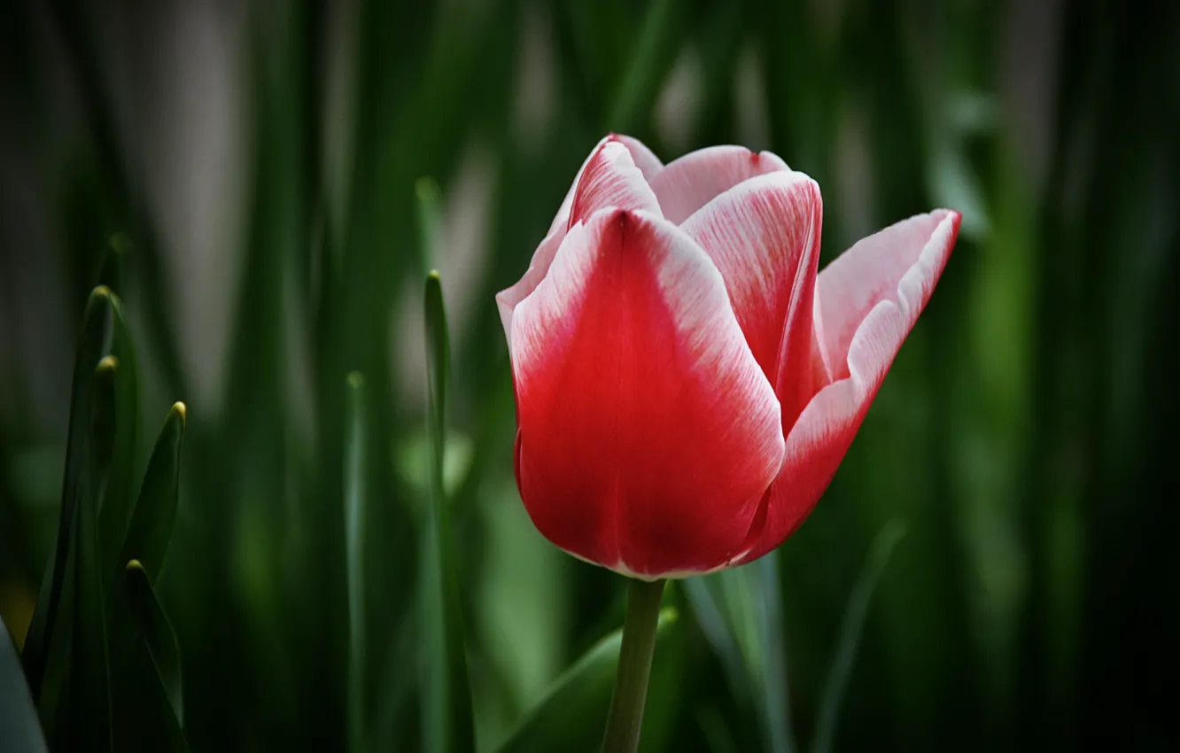 Photo wallpaper Bokeh, Bokeh, Red tulip, Red Tulip