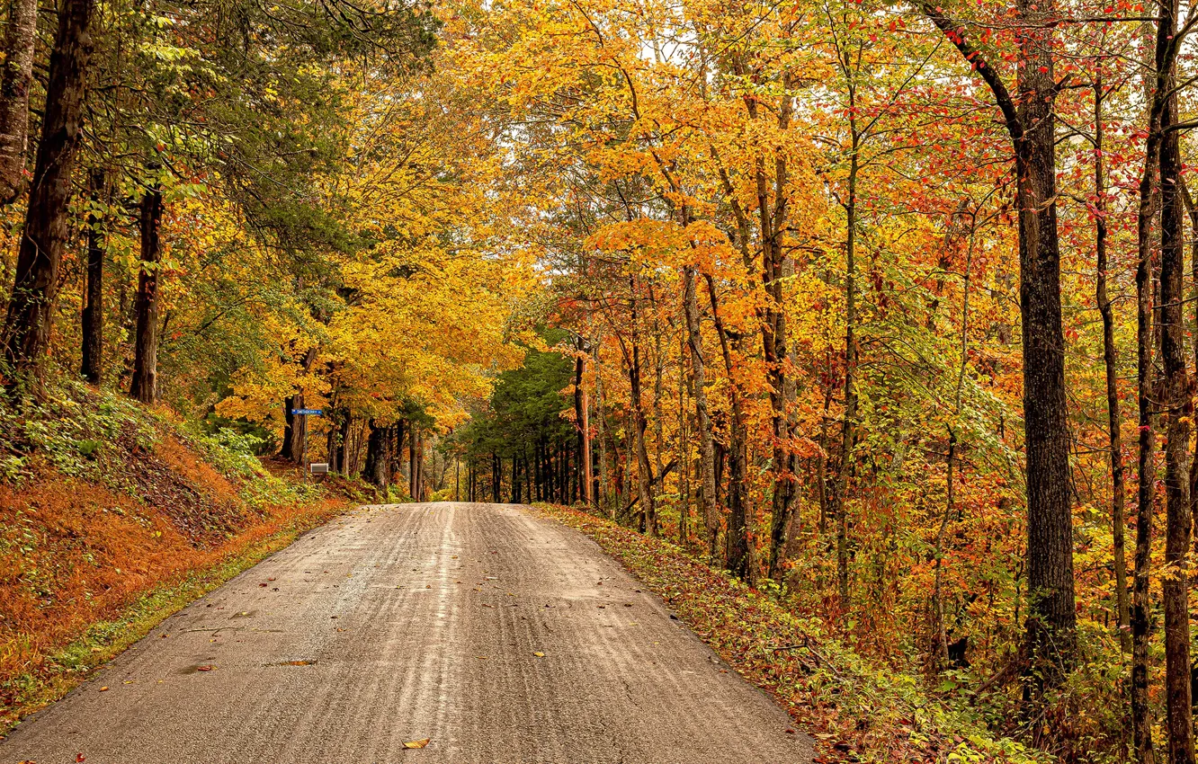 Photo wallpaper road, autumn, forest, trees, USA, Virginia, Rose Hill