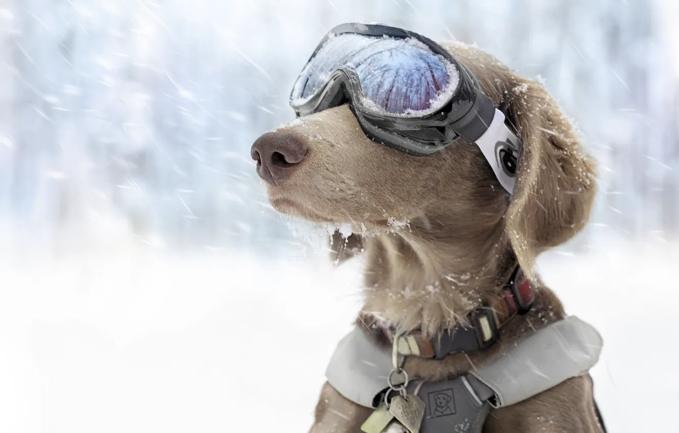 Photo wallpaper winter, snow, dog, glasses, sports, ski