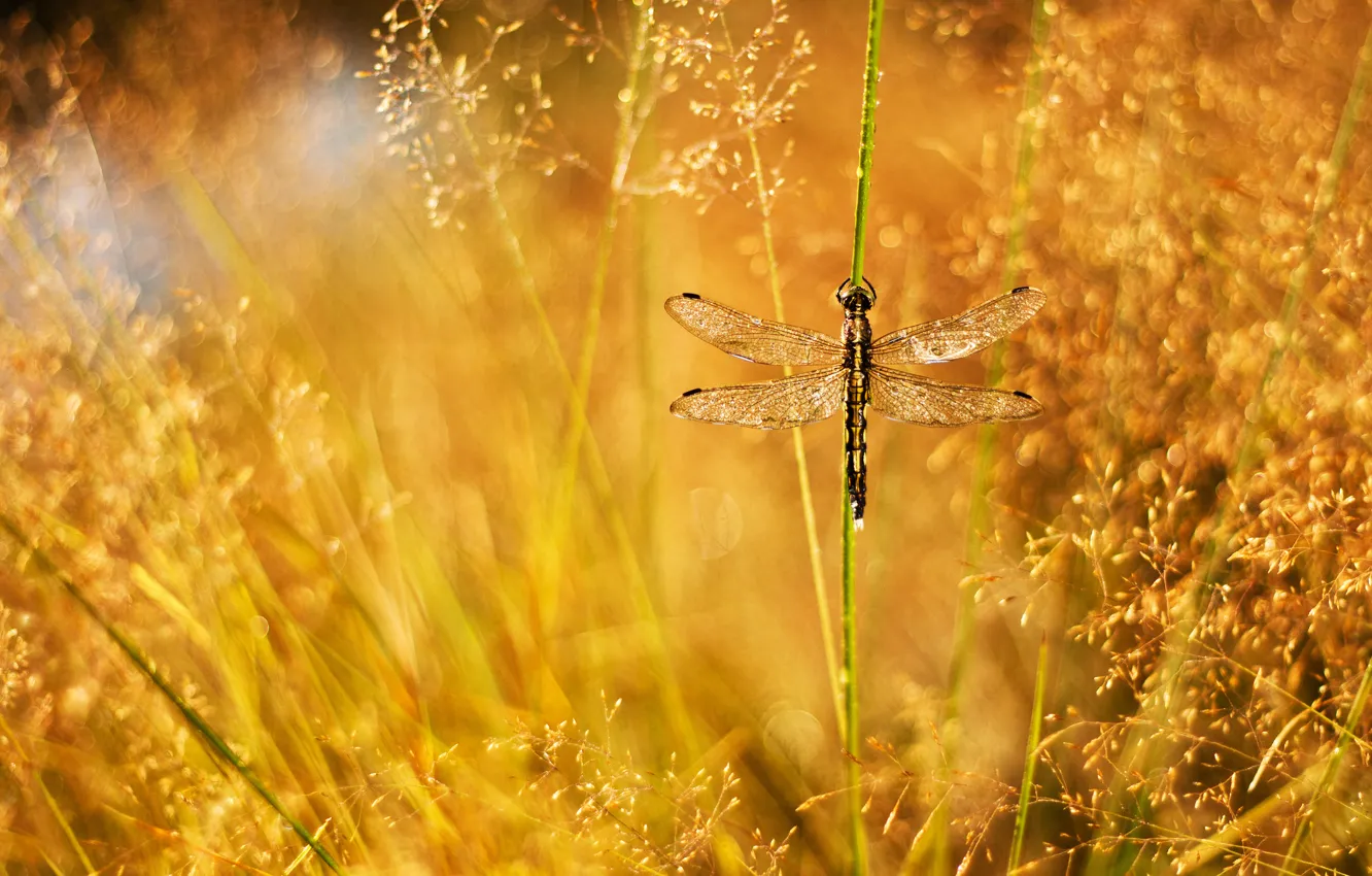 Photo wallpaper grass, drops, Rosa, glare, dragonfly, a blade of grass, panicles