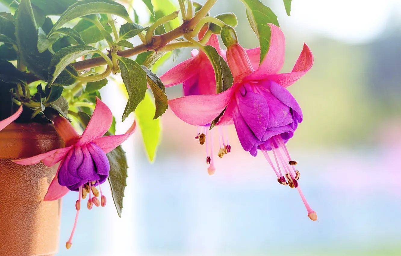 Photo wallpaper fuchsia, pink and purple, flowers