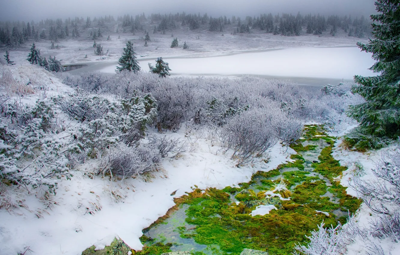 Photo wallpaper winter, greens, field, grass, snow, green, tree, moss