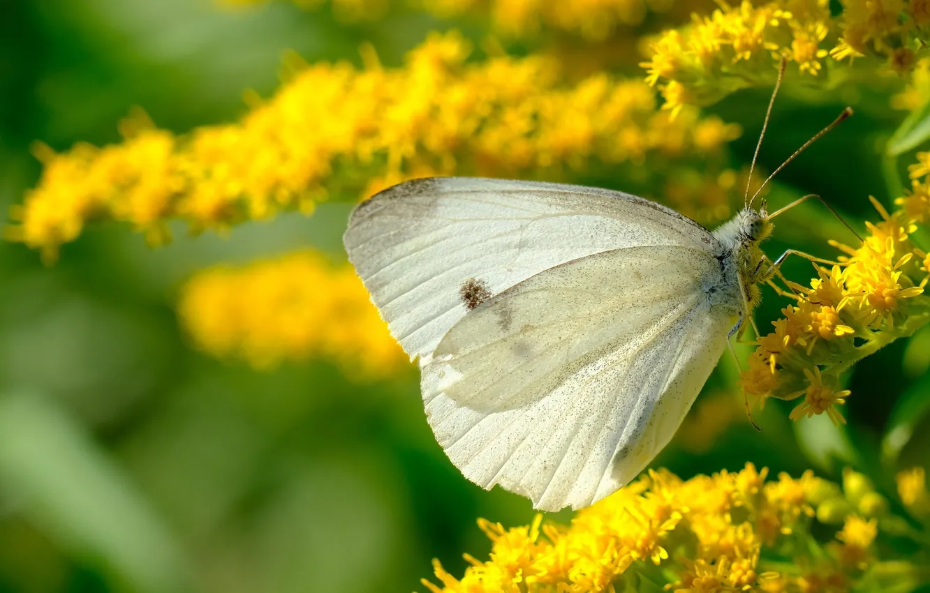 Photo wallpaper macro, butterfly, wings, beautiful, flowering, closeup