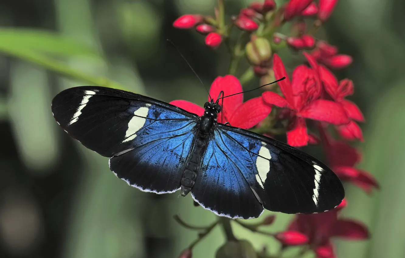 Photo wallpaper macro, flowers, butterfly