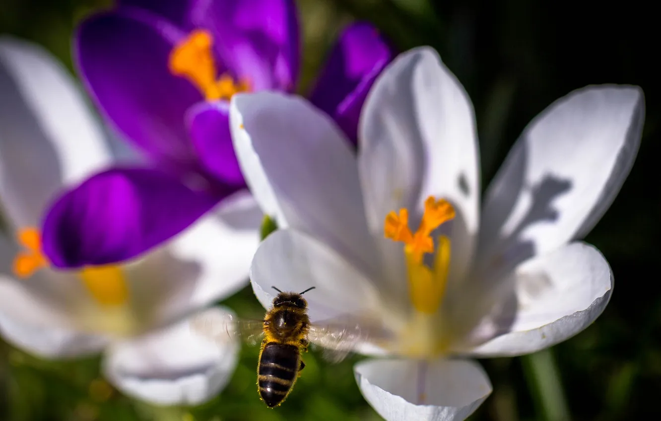 Photo wallpaper flowers, bee, insect, Krokus