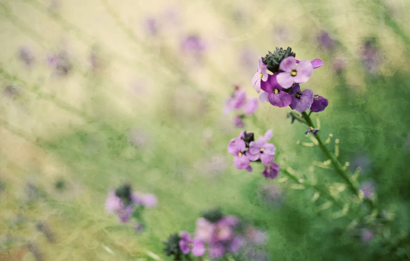 Photo wallpaper leaves, flowers, meadow