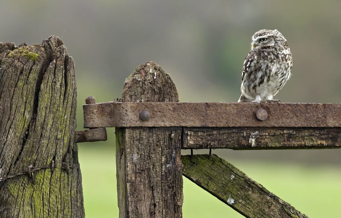 Photo wallpaper nature, bird, Little Owl