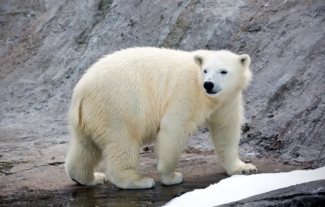 Photo wallpaper predator, polar bear, polar