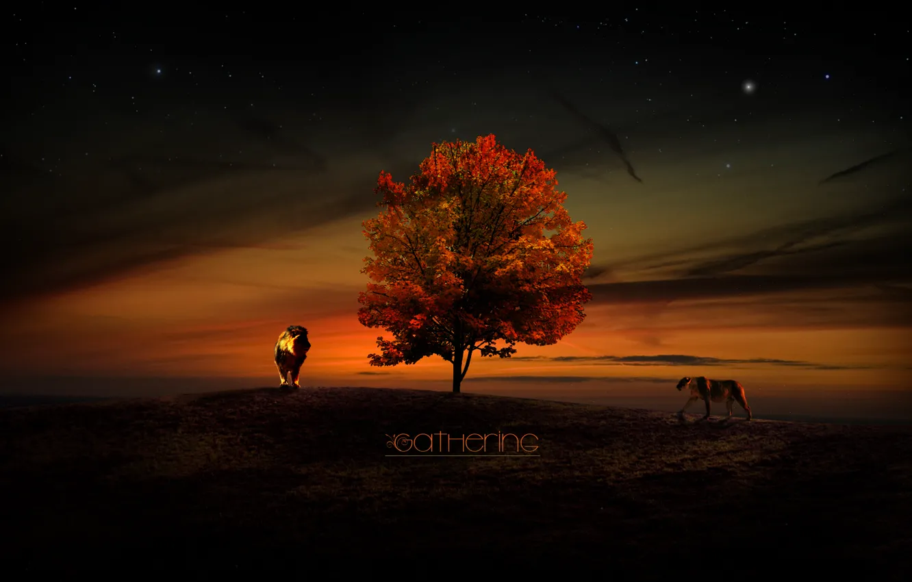 Photo wallpaper the sky, stars, trees, sunset, Leo, lioness, Gathering