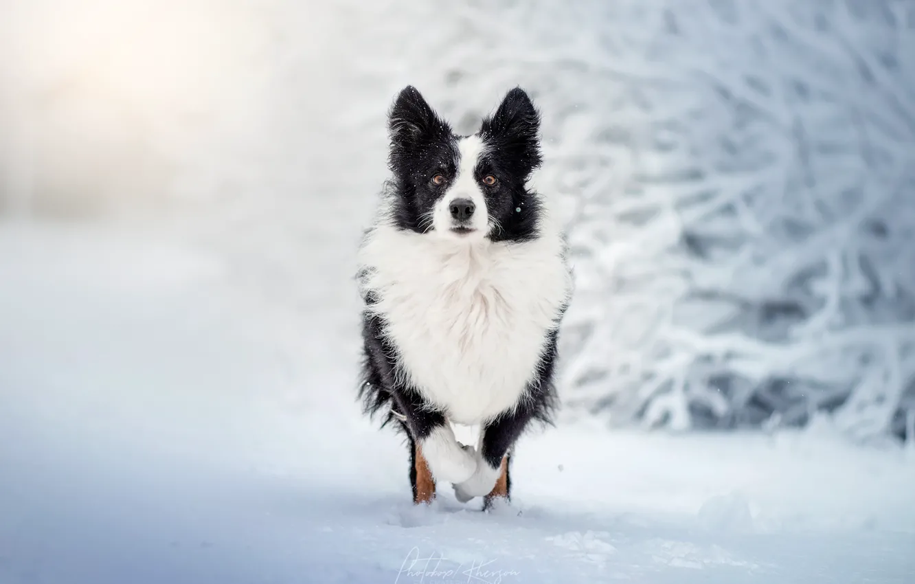 Photo wallpaper winter, snow, dog, walk, bokeh, The border collie, Ekaterina Kikot