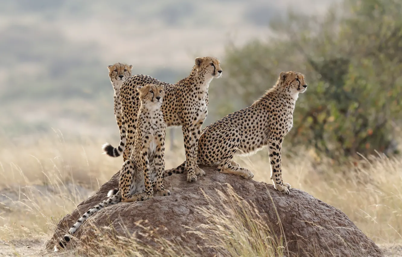 Photo wallpaper cat, grass, hills, family, Cheetah, family
