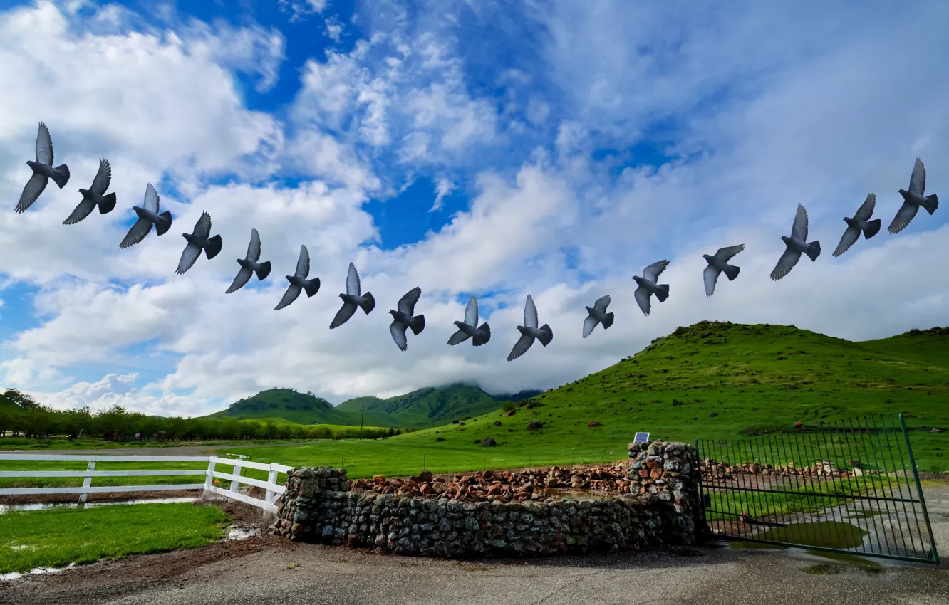 Photo wallpaper flight, wings, pigeons, stroke