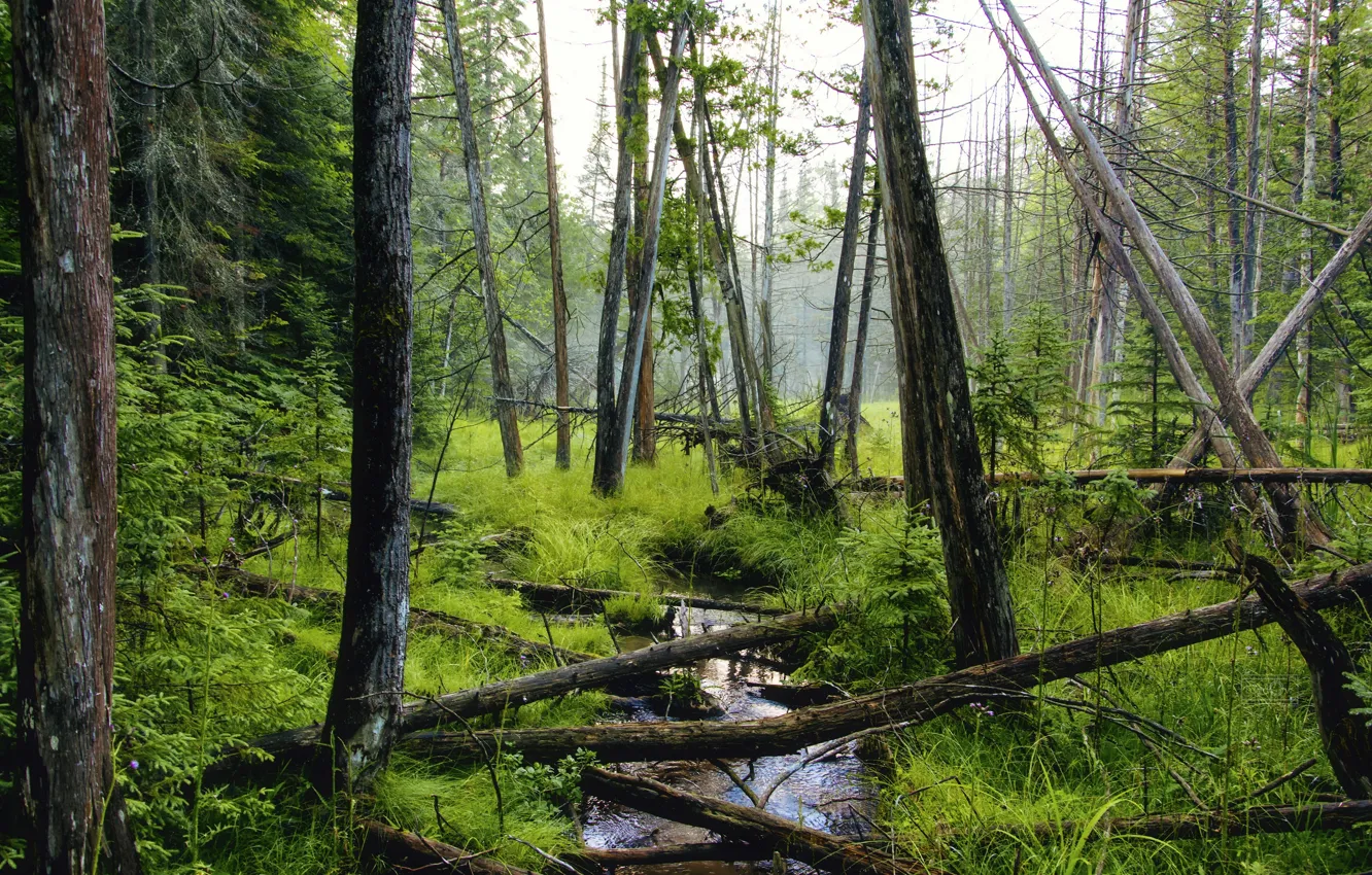 Photo wallpaper forest, trees, stream, deadwood