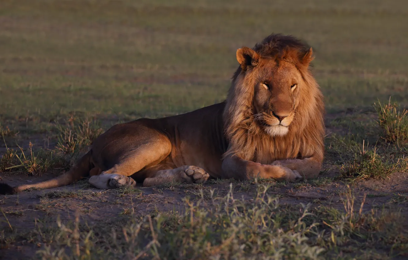 Photo wallpaper look, nature, pose, Leo, Savannah, lies