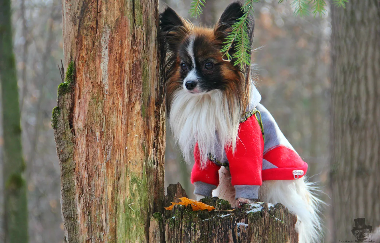 Photo wallpaper dog, cutie, Papillon