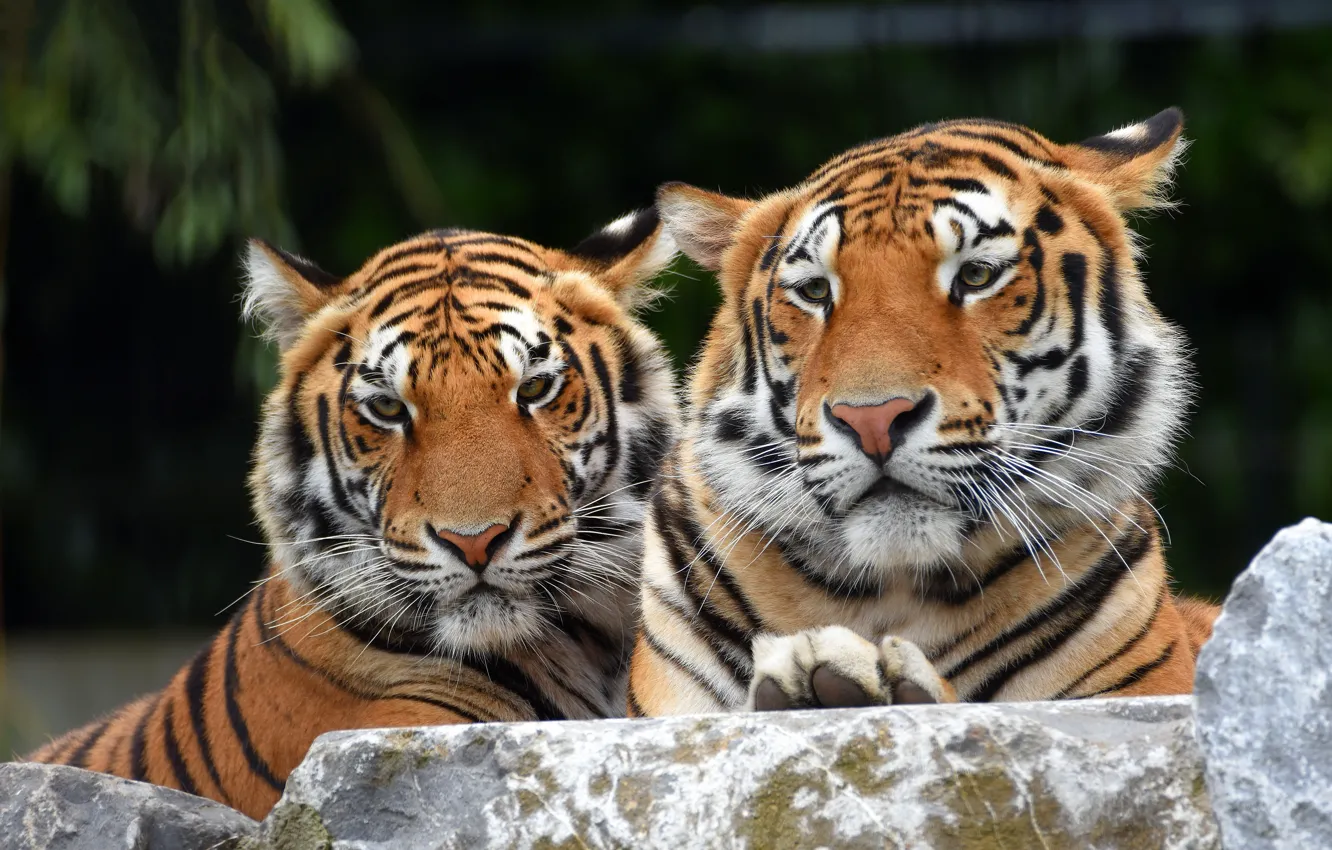 Photo wallpaper look, face, tiger, the dark background, stones, together, portrait, pair