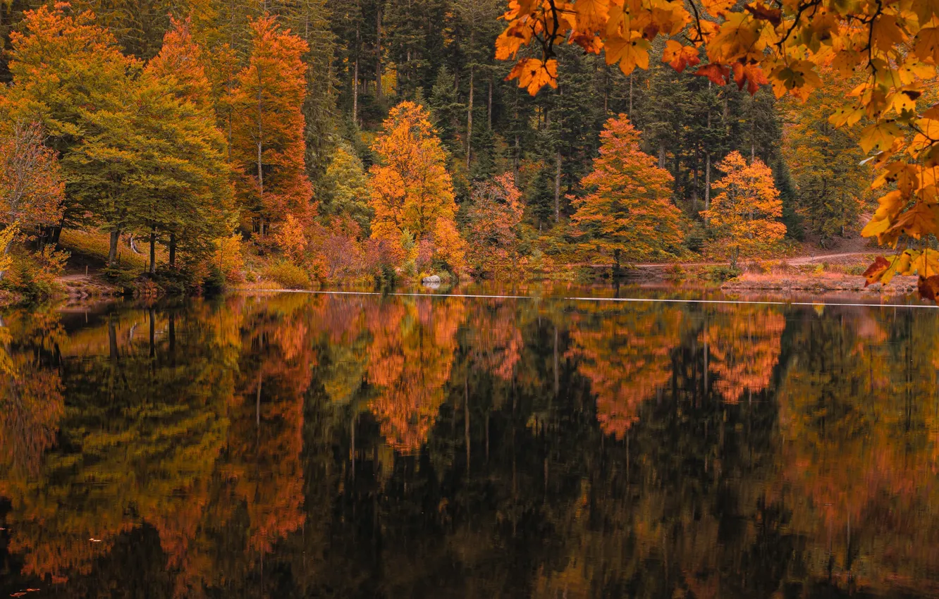 Photo wallpaper autumn, forest, reflection, shore, pond