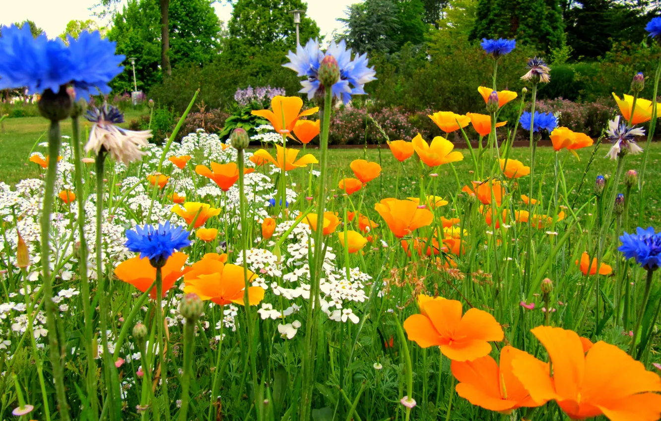 Photo wallpaper field, grass, flowers, garden, meadow