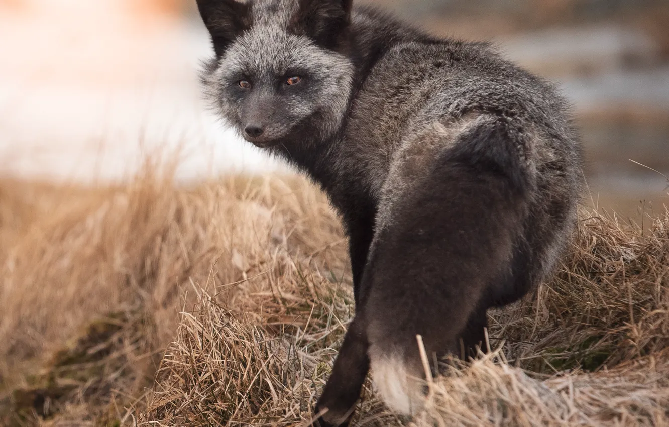 Photo wallpaper nature, pose, Fox, tail, Fox, Fox, silver, silver Fox