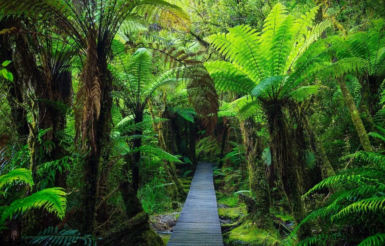 Photo wallpaper forest, trees, landscape, bridge, nature, tropics, palm trees, plant